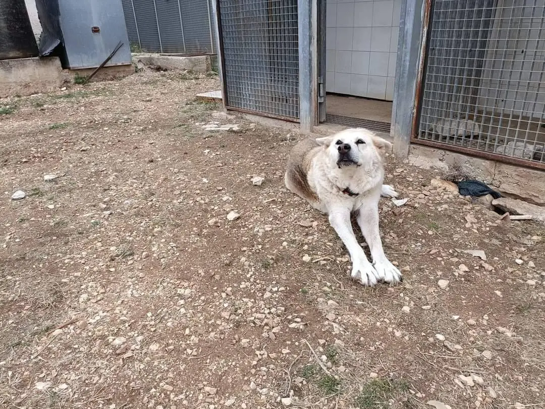 Adotta un cane, taglia grande, maschio, Bari