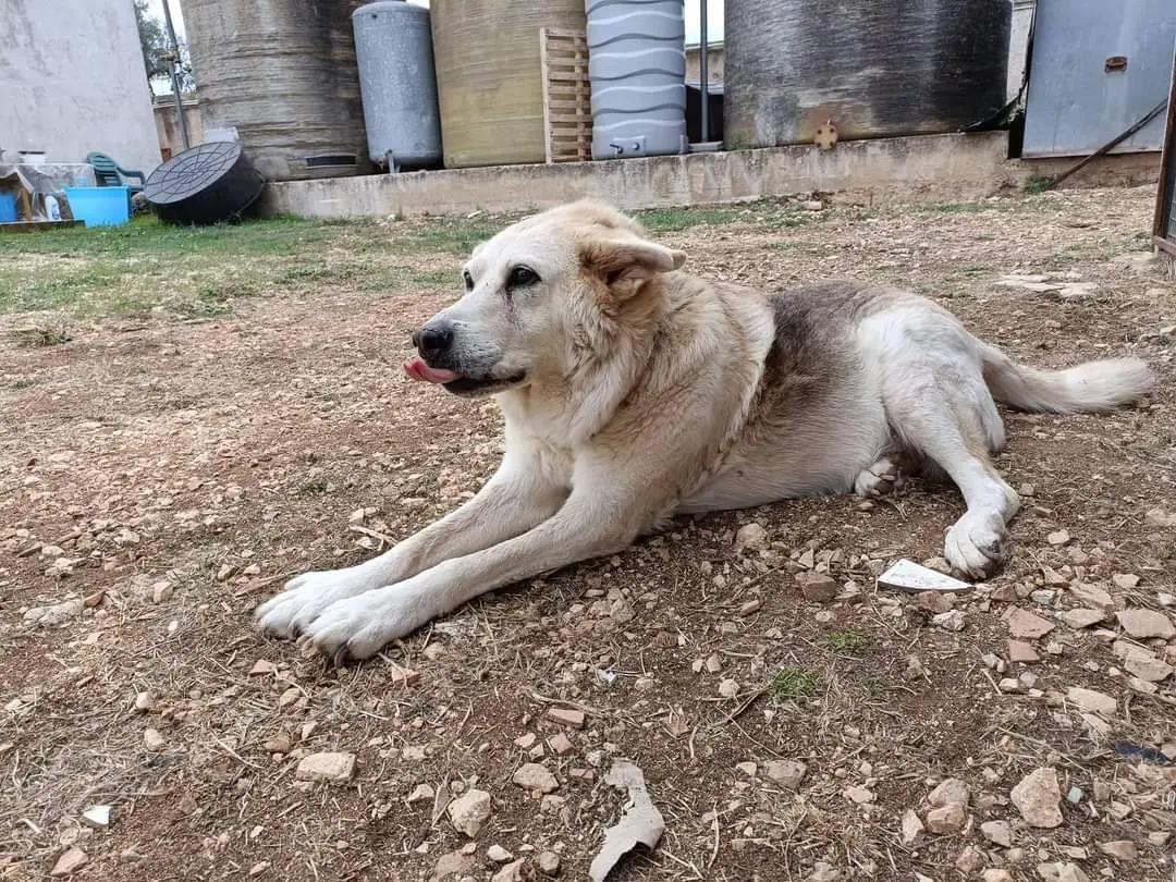 Vuoi adottare un cane a Bari?