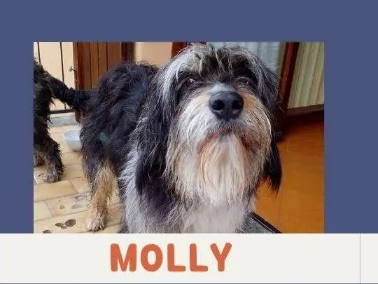Adotta un cane, femmina, 7 anni e 5 mesi, Verbano