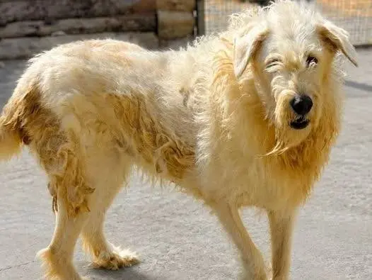 Adozione cane, femmina, Razza sconosciuta Razza sconosciuta, 8 anni e 4 mesi, taglia media, Crotone