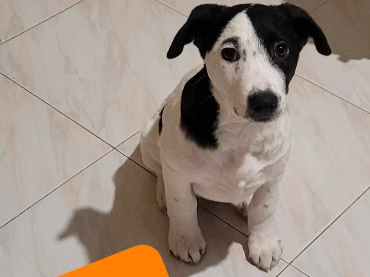 Vuoi adottare un cane a Catania?