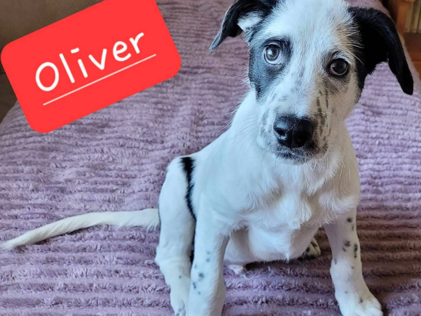 Adozione cane, maschio, meticcio, 3 anni e 1 mese, taglia media, Catania