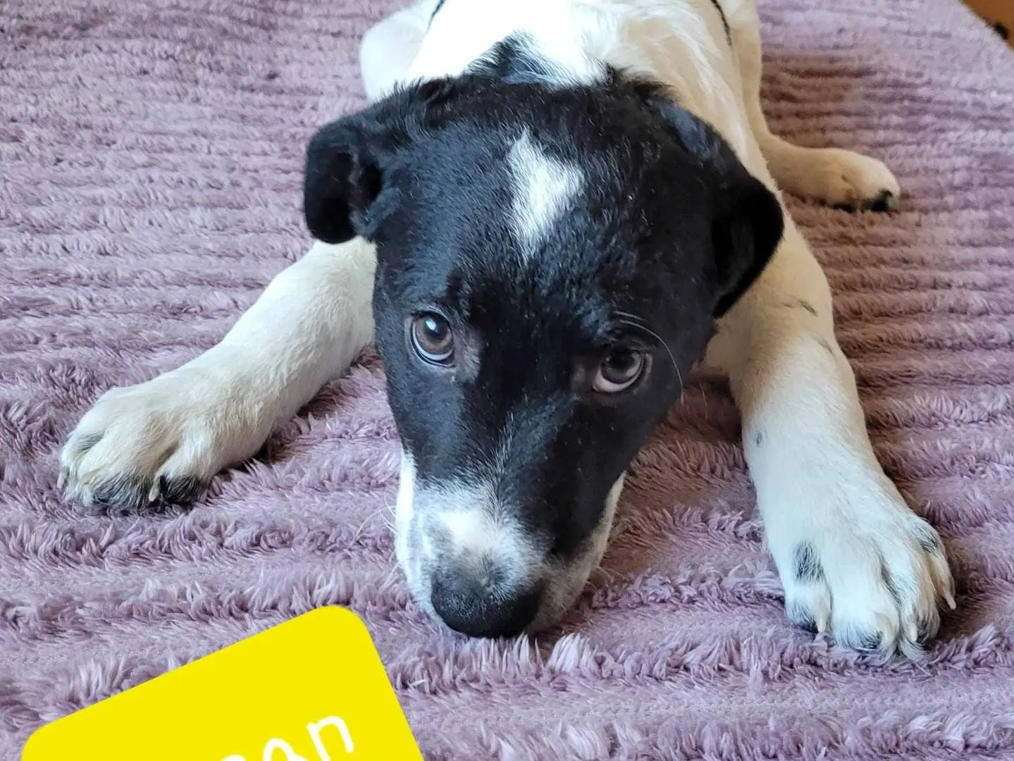 Adotta il cane 4 meravigliosi cuccioli in regalo a Catania