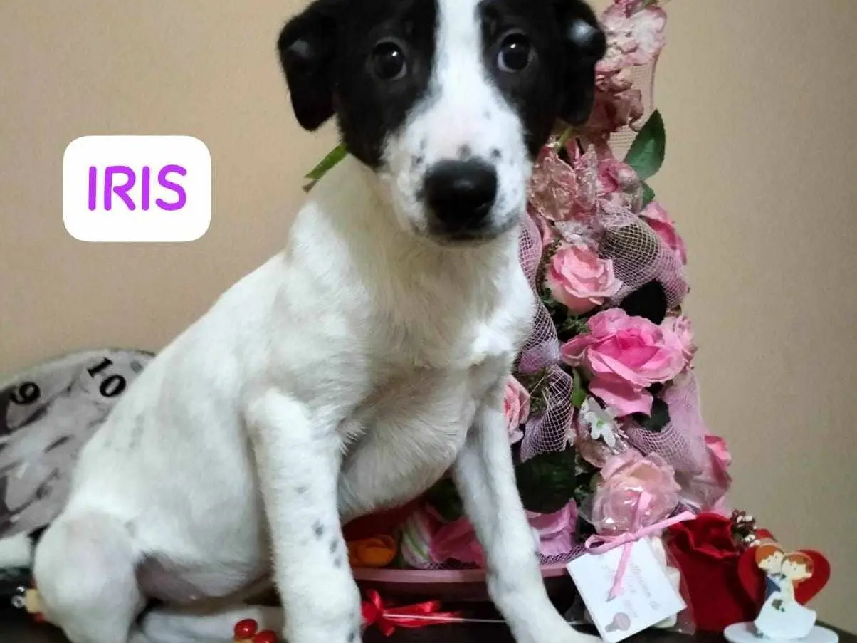 Adotta un cane, maschio, 3 anni e 1 mese, Catania