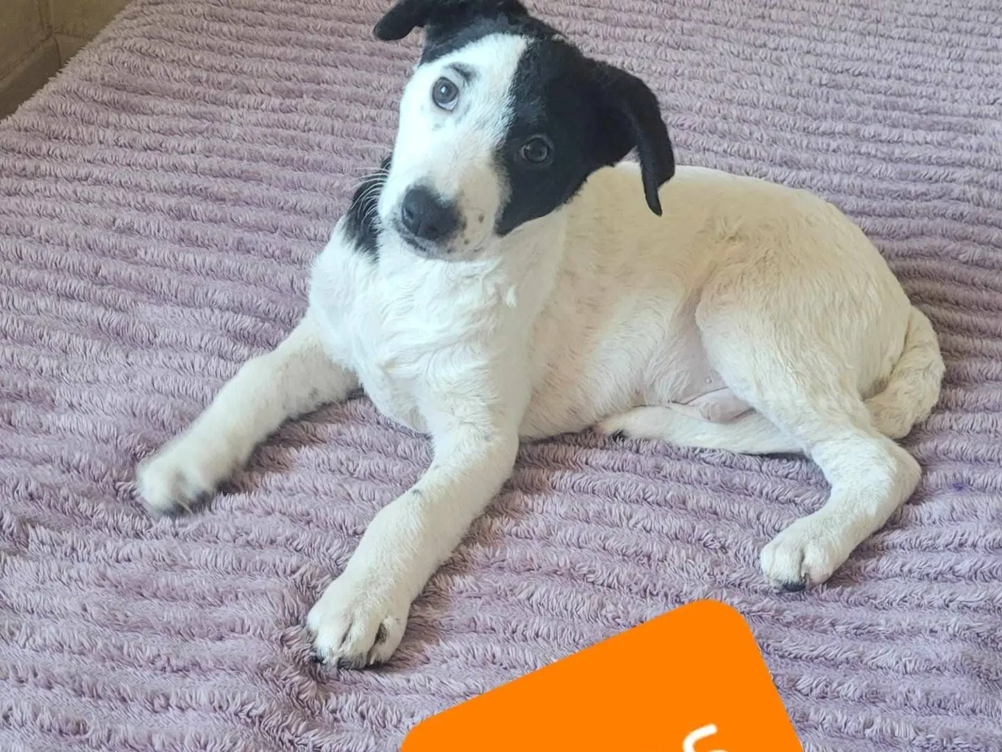 Adotta un cane, taglia media, maschio, Catania