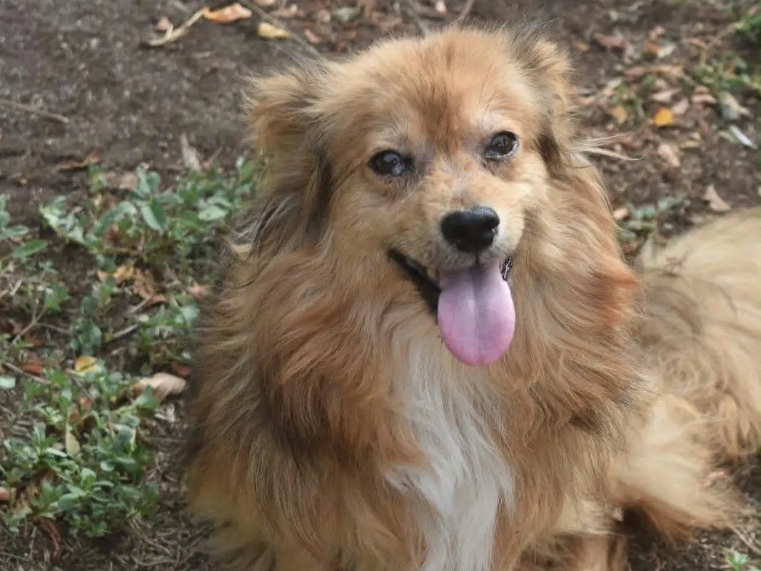Adozione cane, maschio, Volpino di Pomerania Razza sconosciuta, 7 anni e 9 mesi, taglia piccola, Vibo