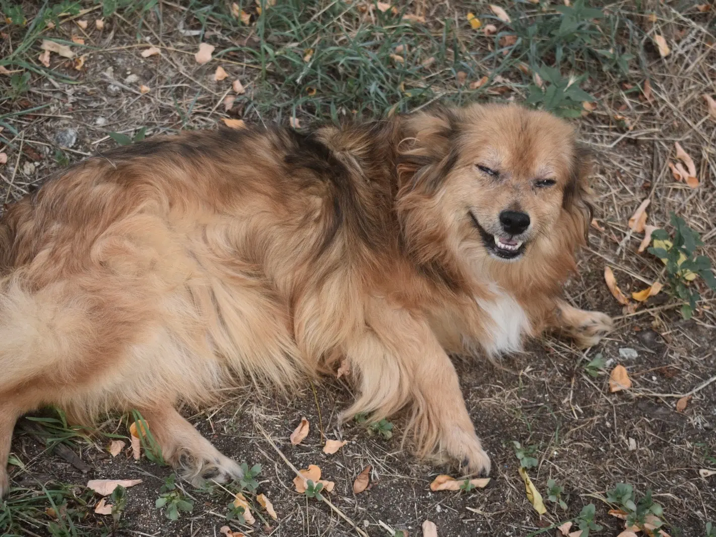 Adotta il cane Leone a Vibo