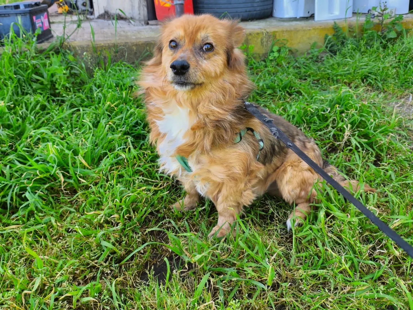 Adotta un cane, taglia piccola, maschio, Vibo