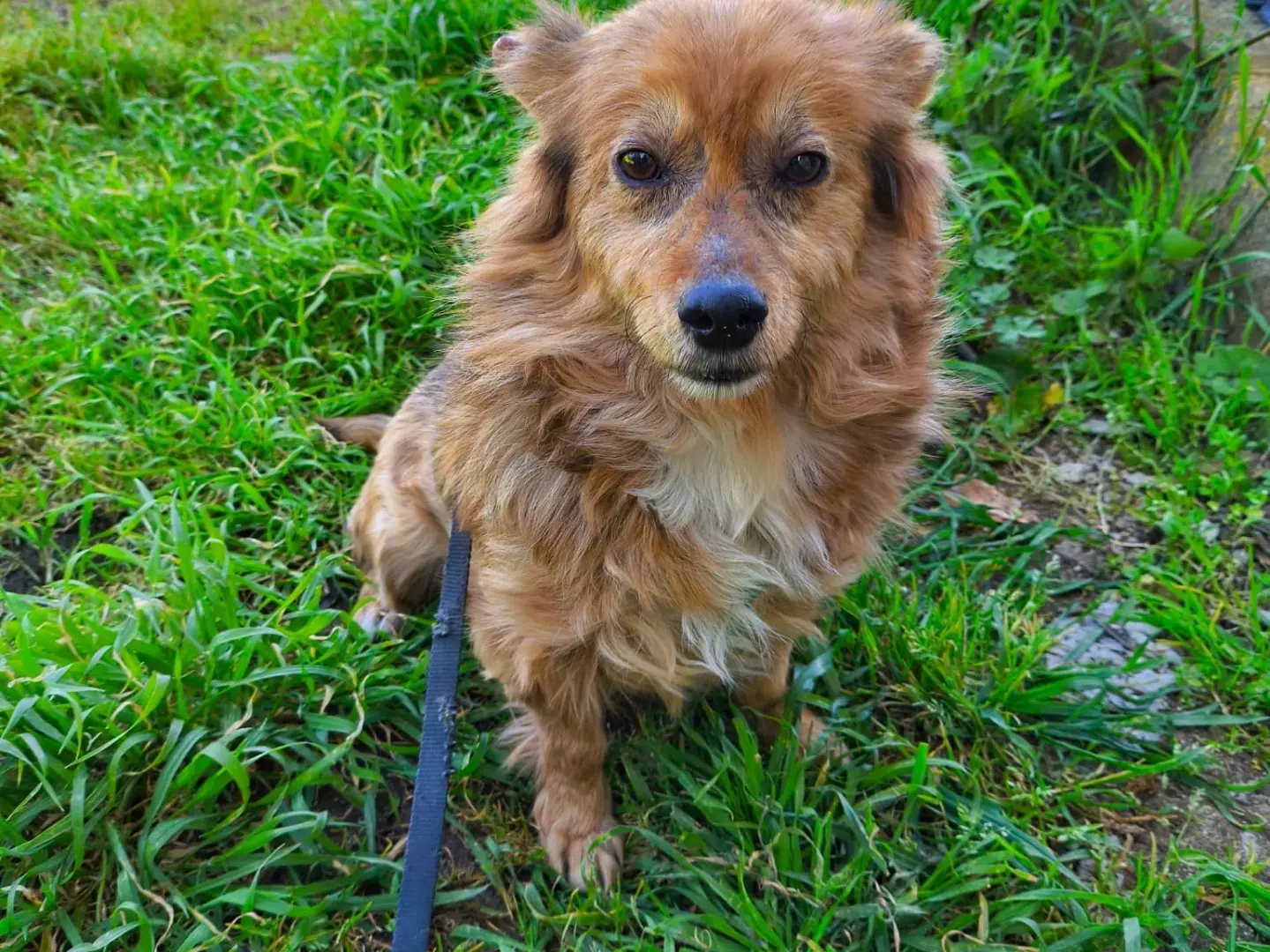 Adotta un cane, maschio, 7 anni e 9 mesi, Vibo