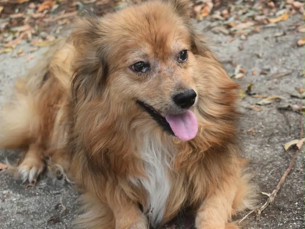 Vuoi adottare un cane a Vibo?