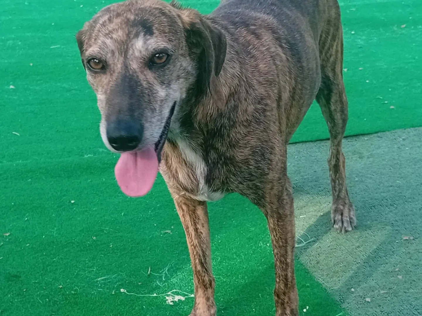Adotta un cane, taglia media contenuta, femmina, Cosenza