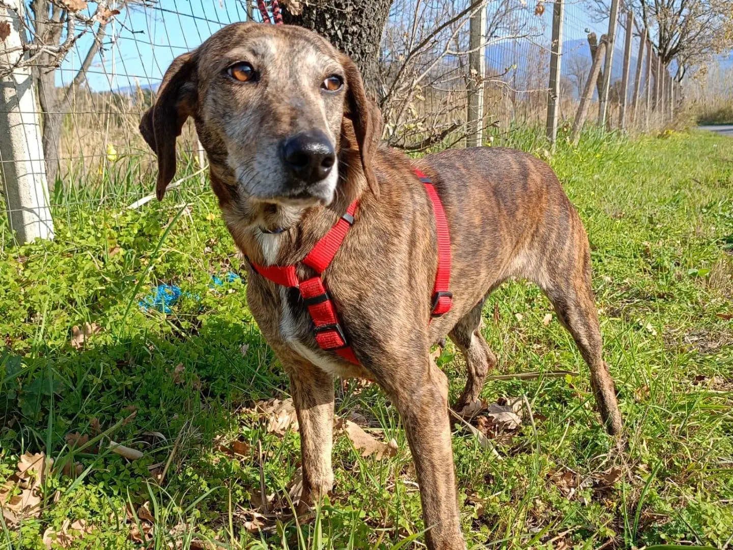 Adotta un cane, femmina, 4 anni e 5 mesi, Cosenza