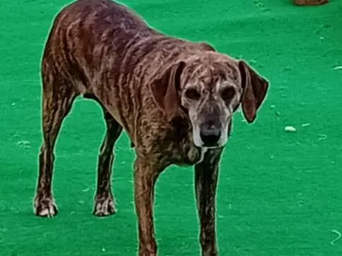 Vuoi adottare un cane a Cosenza?
