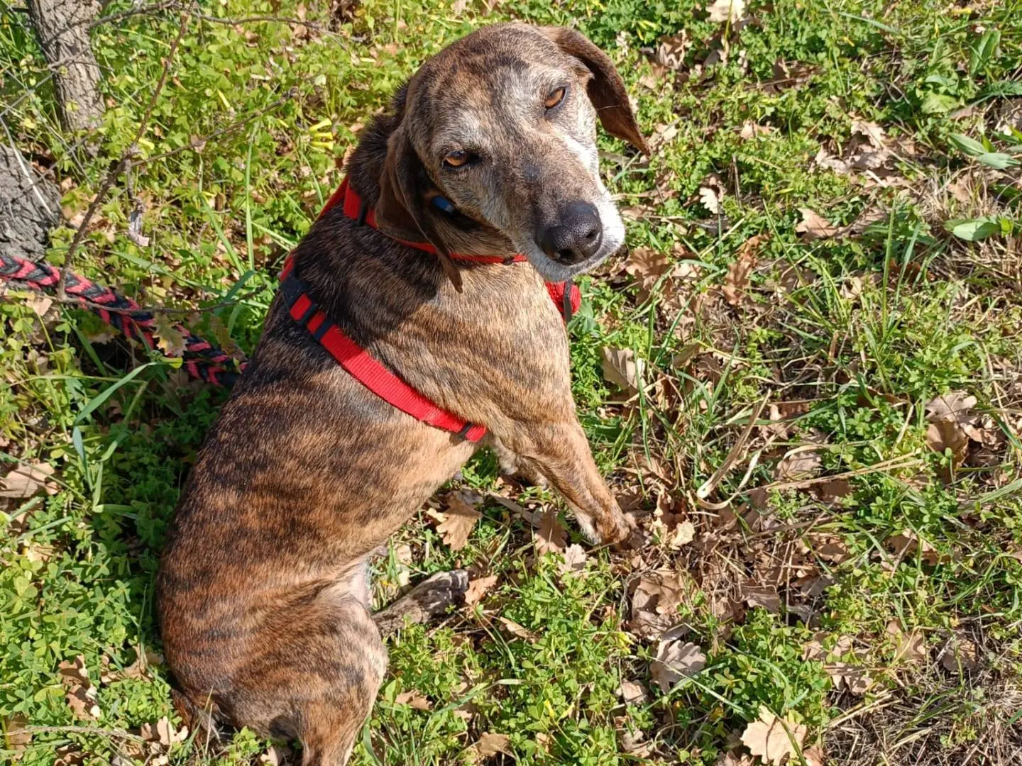 Adozione cane, femmina, Razza sconosciuta Razza sconosciuta, 4 anni e 5 mesi, taglia media contenuta, Cosenza
