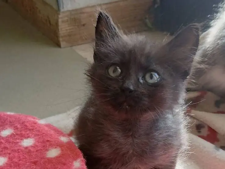 Adotta il gatto Rose a Bari