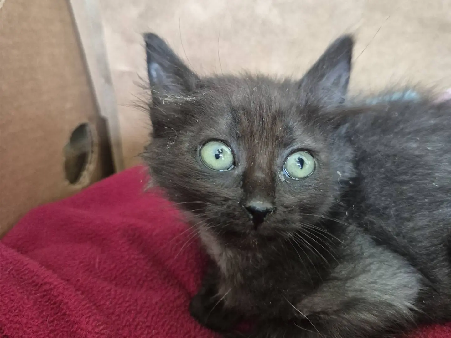 Adotta un gatto, taglia non valida, femmina, Bari