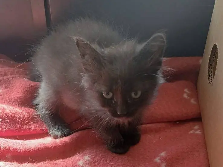 Adotta un gatto, femmina, 1 mese, Bari