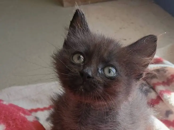 Adozione gatto, femmina, Razza sconosciuta Razza sconosciuta, 1 mese, taglia non valida, Bari