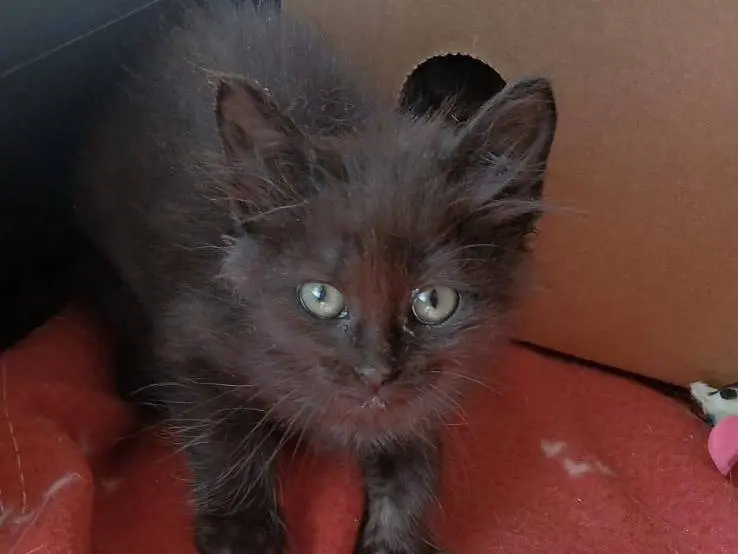 Vuoi adottare un gatto a Bari?