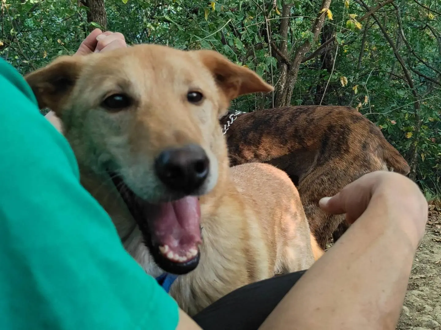 Vuoi adottare un cane a Bologna?