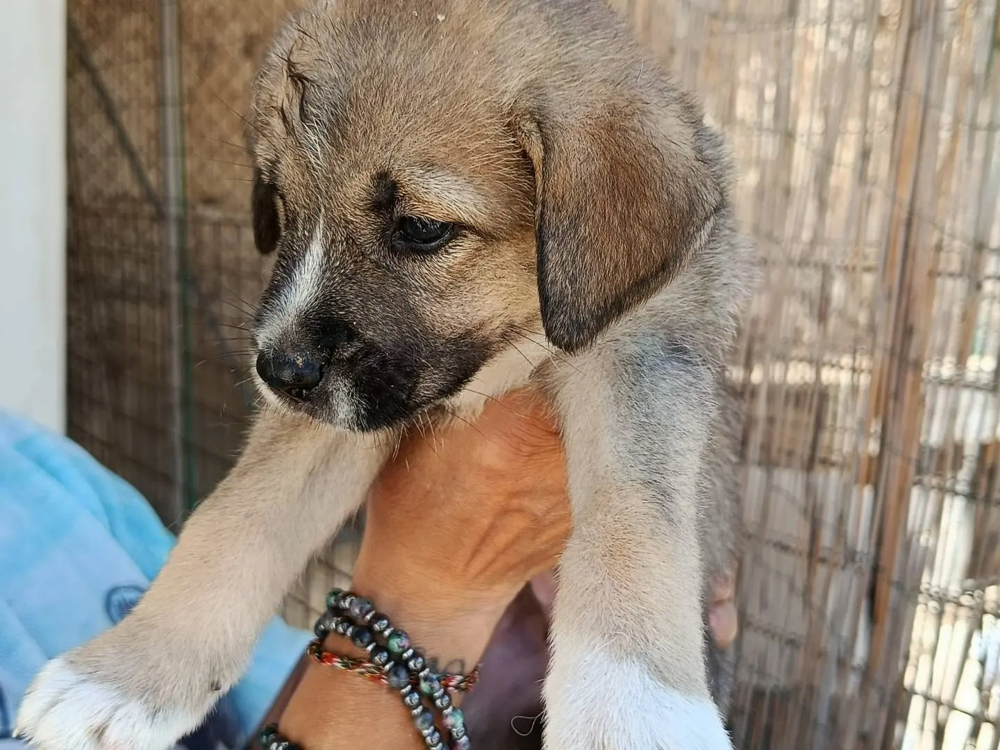 Foto 2 dell'animale