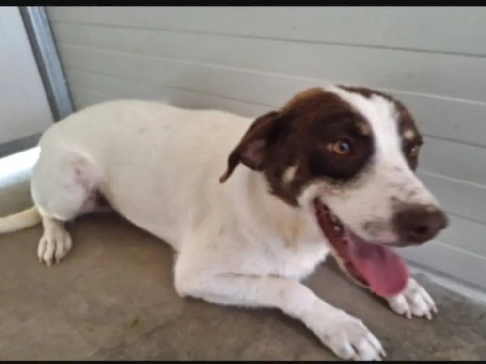 Adozione cane, maschio, Razza sconosciuta Razza sconosciuta, 3 anni e 1 mese, taglia media contenuta, Cosenza