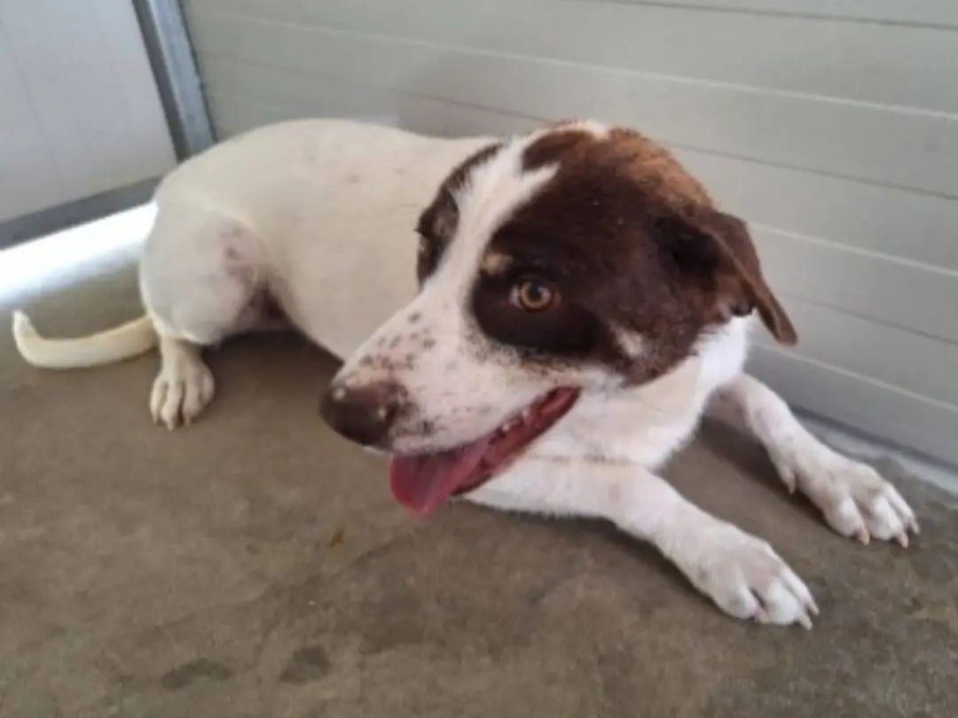 Adotta un cane, maschio, 3 anni e 1 mese, Cosenza