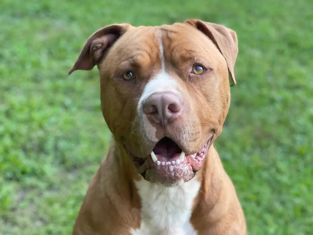Adotta il cane Jackson a Torino