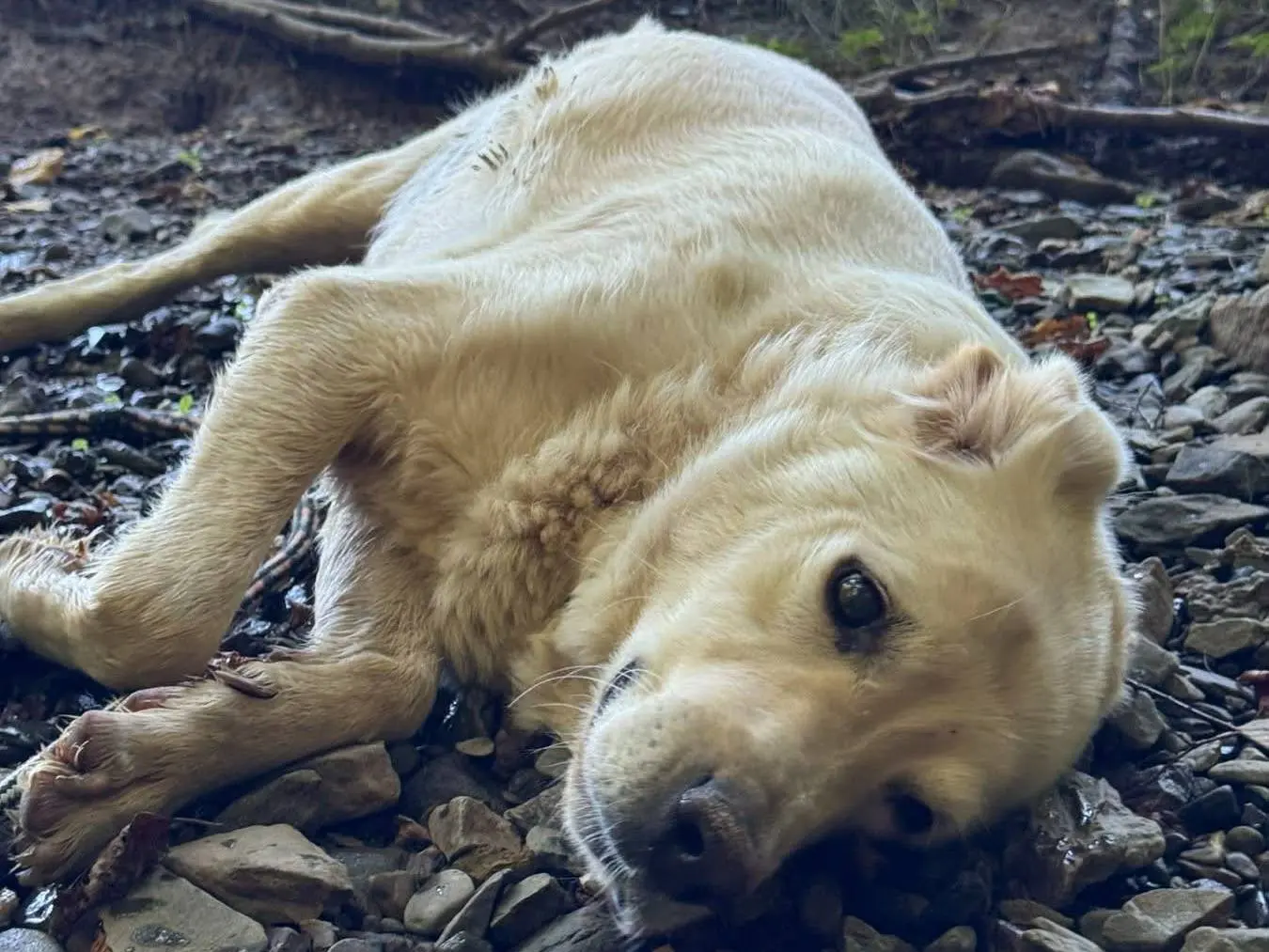 Vuoi adottare un cane a Firenze?