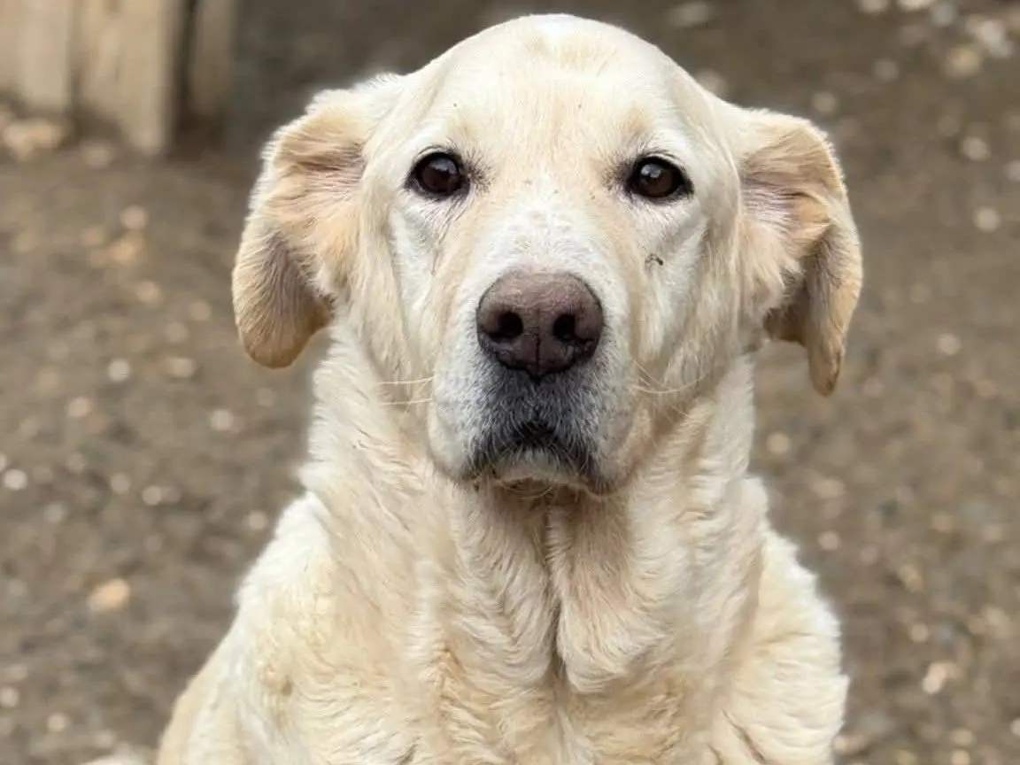 Adozione cane, maschio, Razza sconosciuta Razza sconosciuta, 7 anni e 4 mesi, taglia grande, Firenze