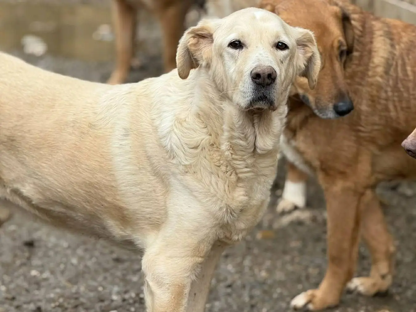 Adotta un cane, maschio, 7 anni e 4 mesi, Firenze