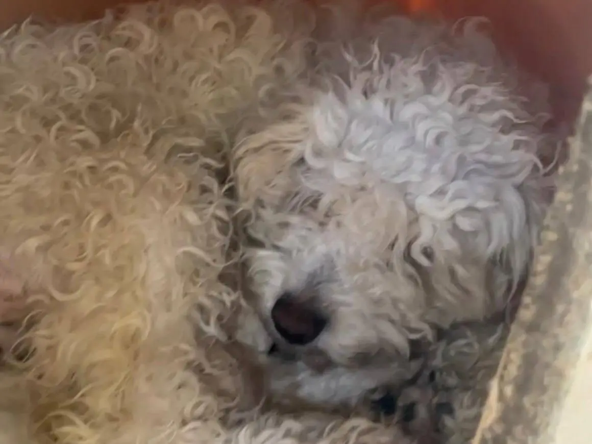 Vuoi adottare un cane a Chieti?