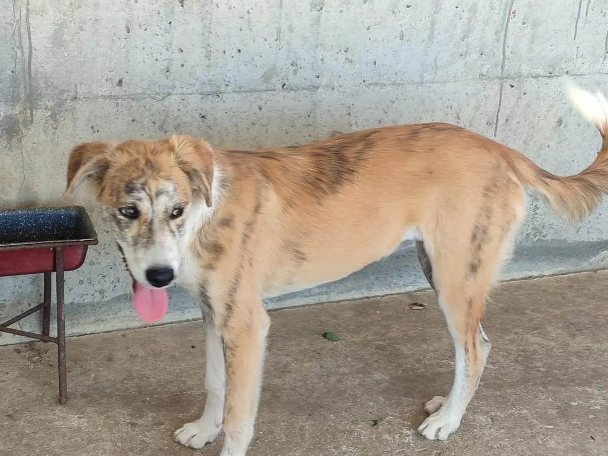 Adotta un cane, femmina, 2 anni e 4 mesi, Milano