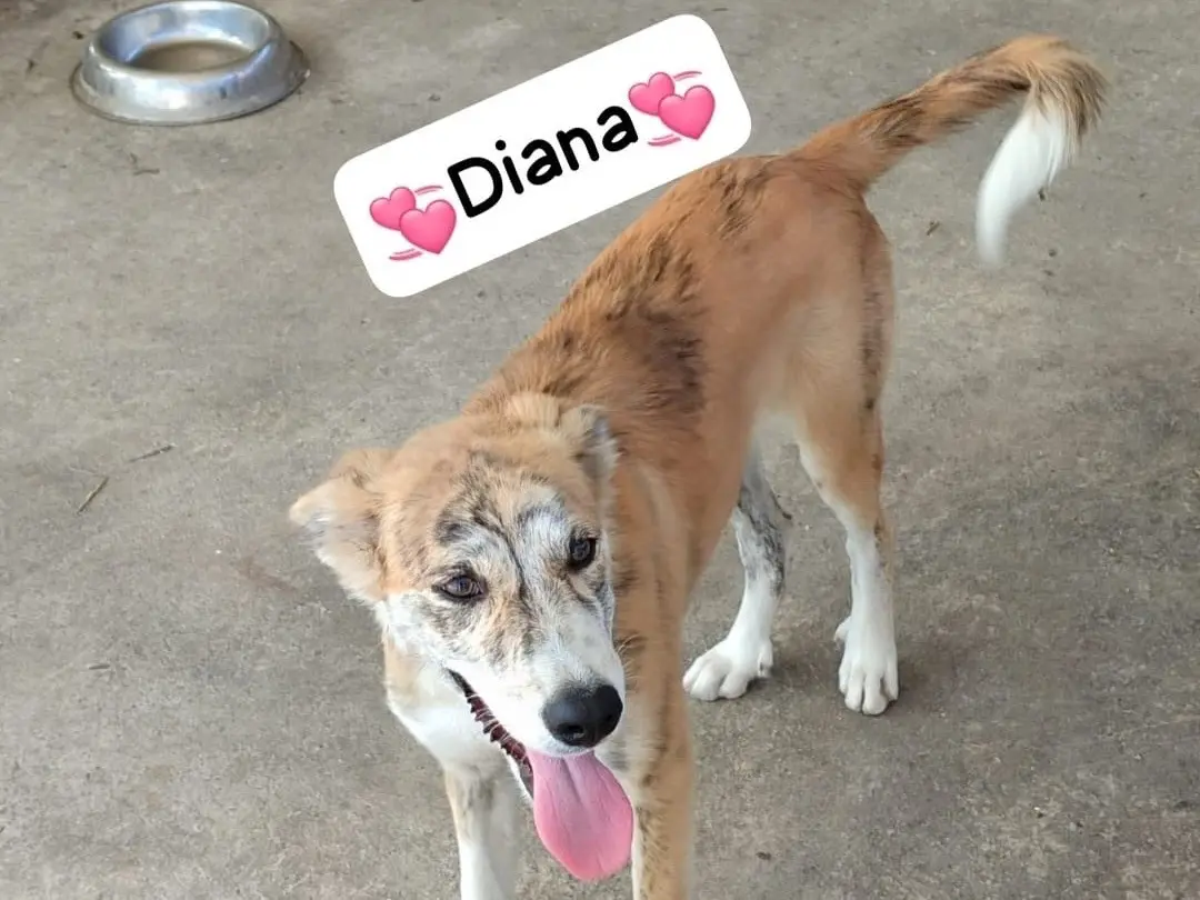 Adozione cane, femmina, Razza sconosciuta Razza sconosciuta, 2 anni e 4 mesi, taglia piccola, Milano