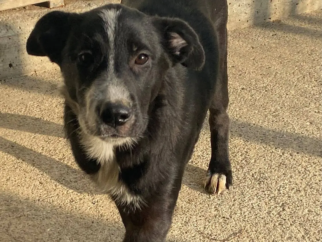 Adotta un cane, taglia media, femmina, Milano