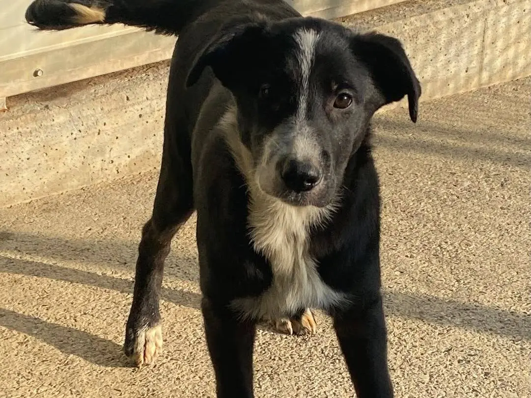 Adozione cane, femmina, Razza sconosciuta Razza sconosciuta, 5 mesi, taglia media, Milano