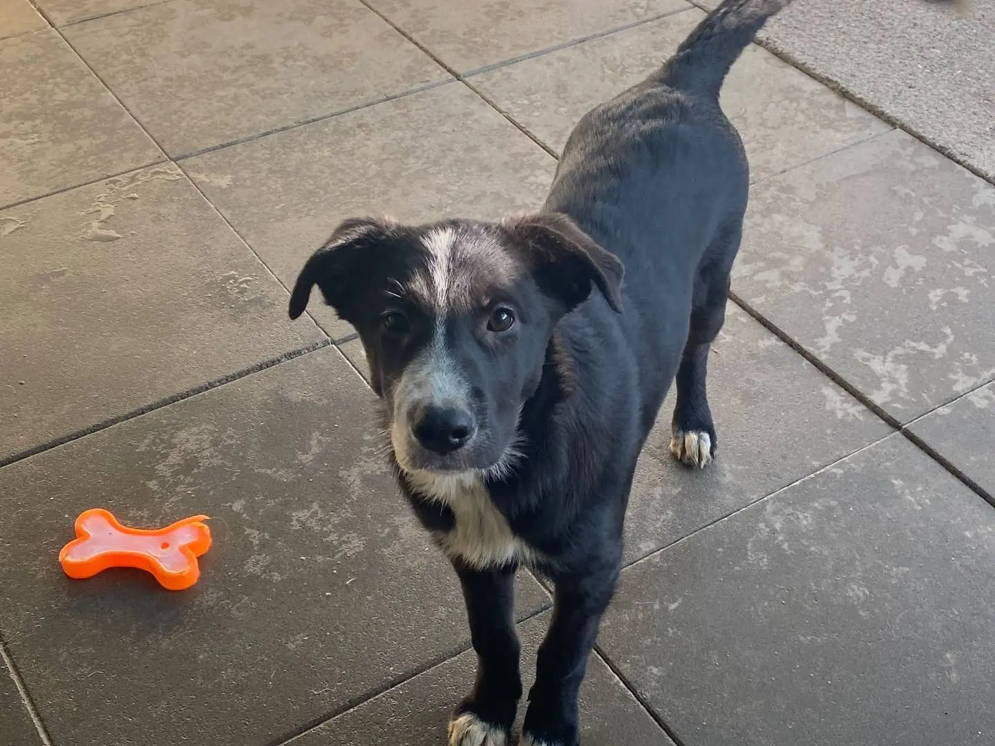 Vuoi adottare un cane a Milano?