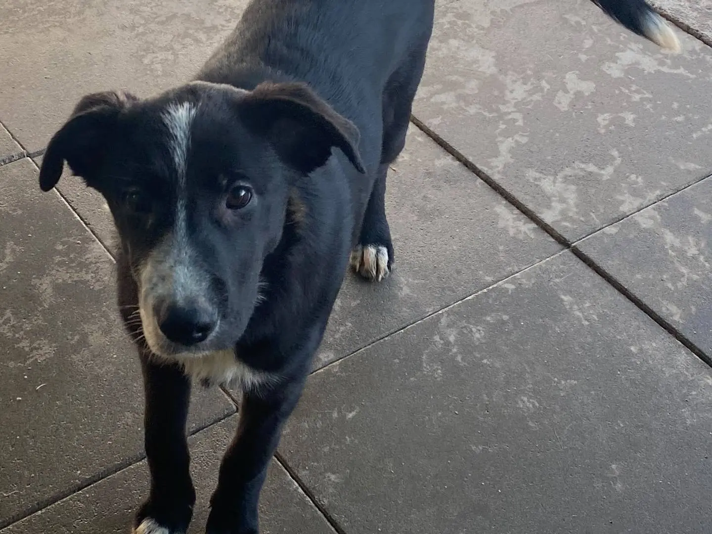 Adotta un cane, femmina, 5 mesi, Milano