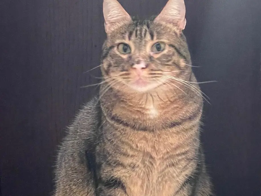 Adotta un gatto, femmina, 2 anni e 9 mesi, Roma