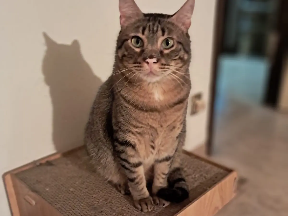 Adozione gatto, femmina, Razza sconosciuta Razza sconosciuta, 2 anni e 9 mesi, taglia non valida, Roma