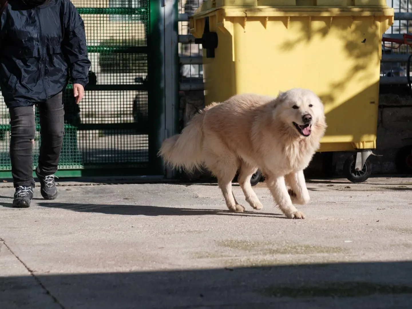 Adotta un cane, taglia grande, maschio, Bari
