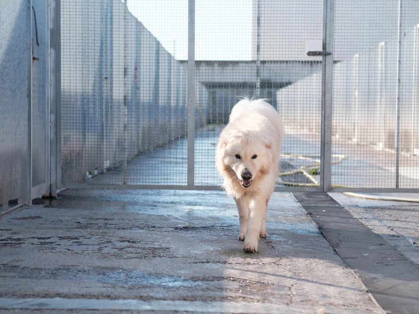 Adotta un cane, maschio, 5 anni e 10 mesi, Bari