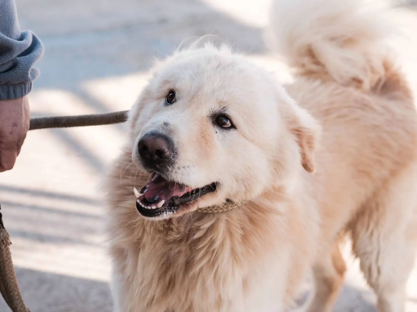 Adozione cane, maschio, Golden Retriever Pastore maremmano, 5 anni e 10 mesi, taglia grande, Bari