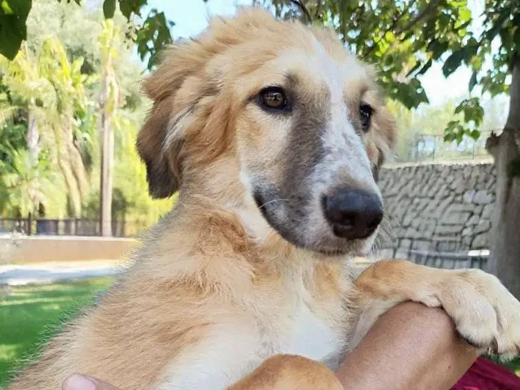 Adozione cane, maschio, Razza sconosciuta Razza sconosciuta, 7 mesi, taglia media, Siracusa