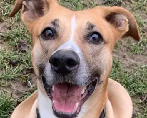 Adozione cane, femmina, meticcio, 8 anni e 9 mesi, taglia media, Monza