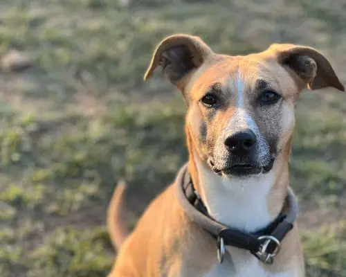 Vuoi adottare un cane a Monza?