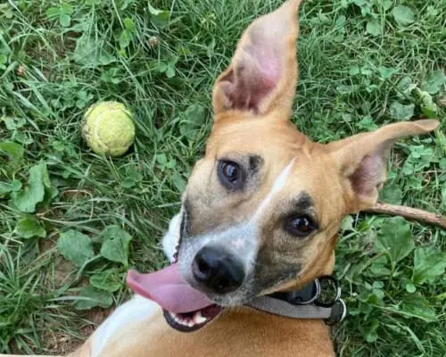 Adotta un cane, femmina, 8 anni e 9 mesi, Monza