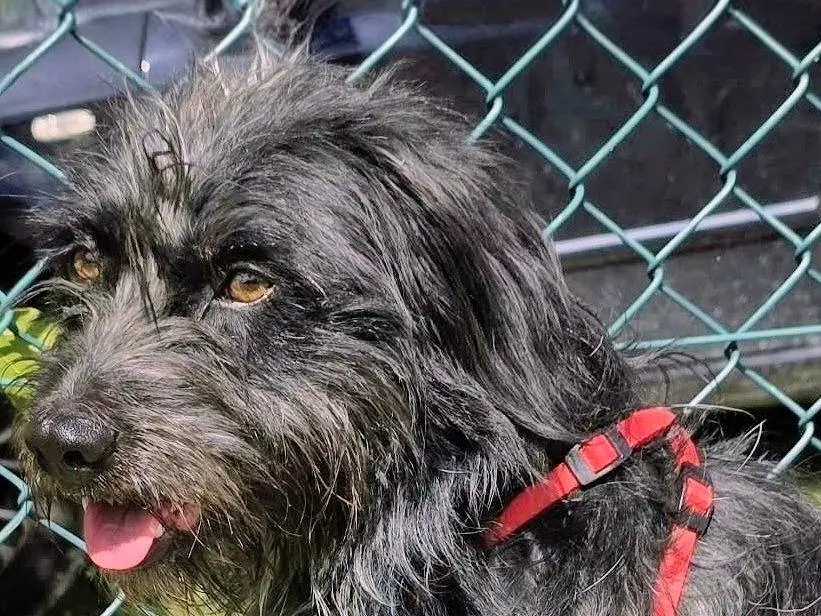 Adotta un cane, maschio, 11 mesi, Teramo