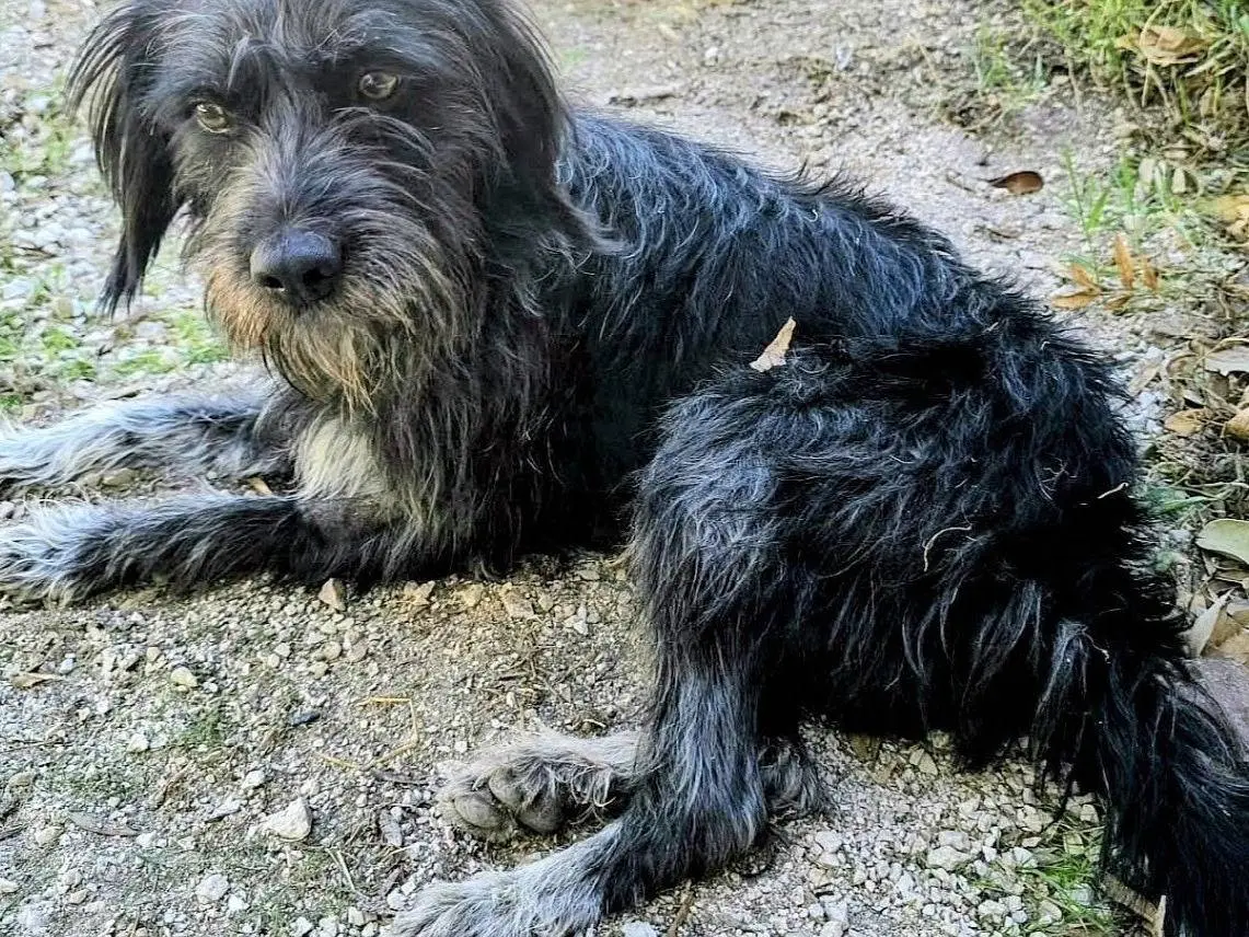 Adotta un cane, taglia media, maschio, Teramo