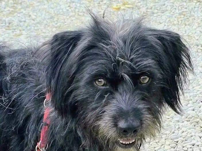 Adozione cane, maschio, Razza sconosciuta Razza sconosciuta, 11 mesi, taglia media, Teramo